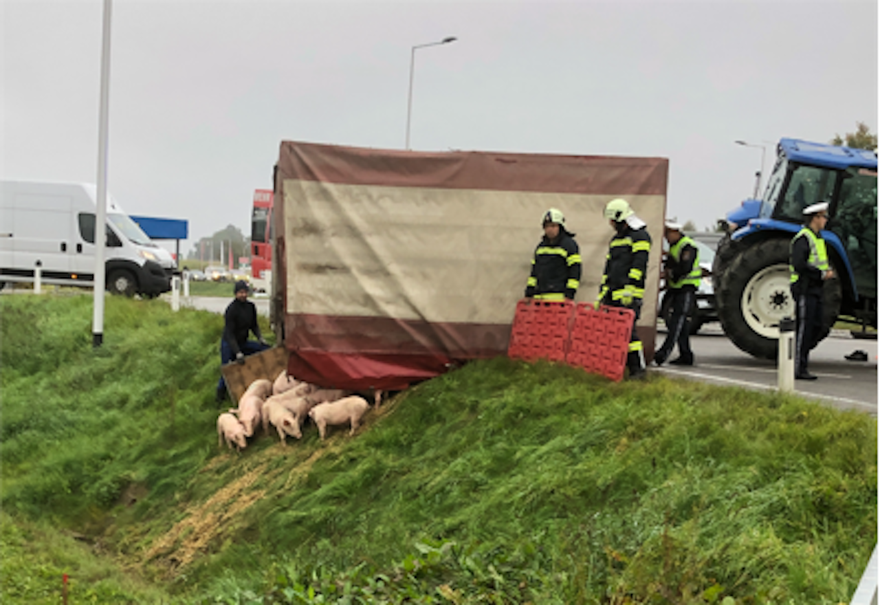 Heute.at - Ferkel-Anhänger umgekippt: Ein Tier hatte kein Schwein