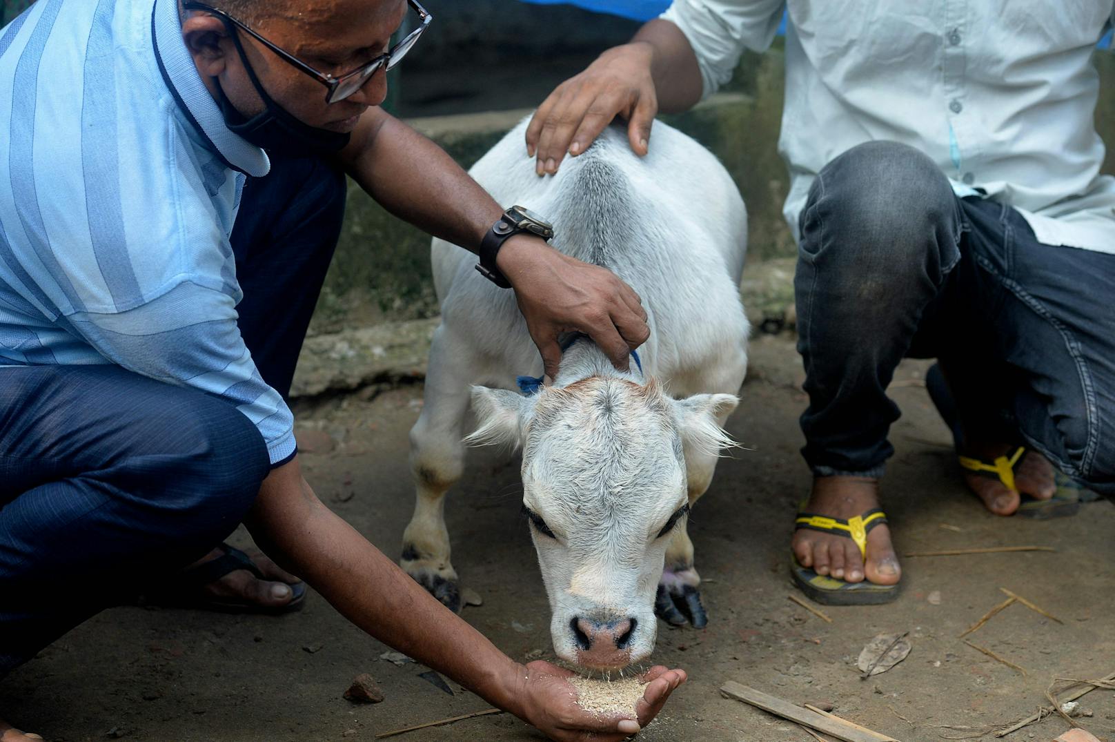 In Bangladesch kam ein Mini-Kälbchen zur Welt.&nbsp;