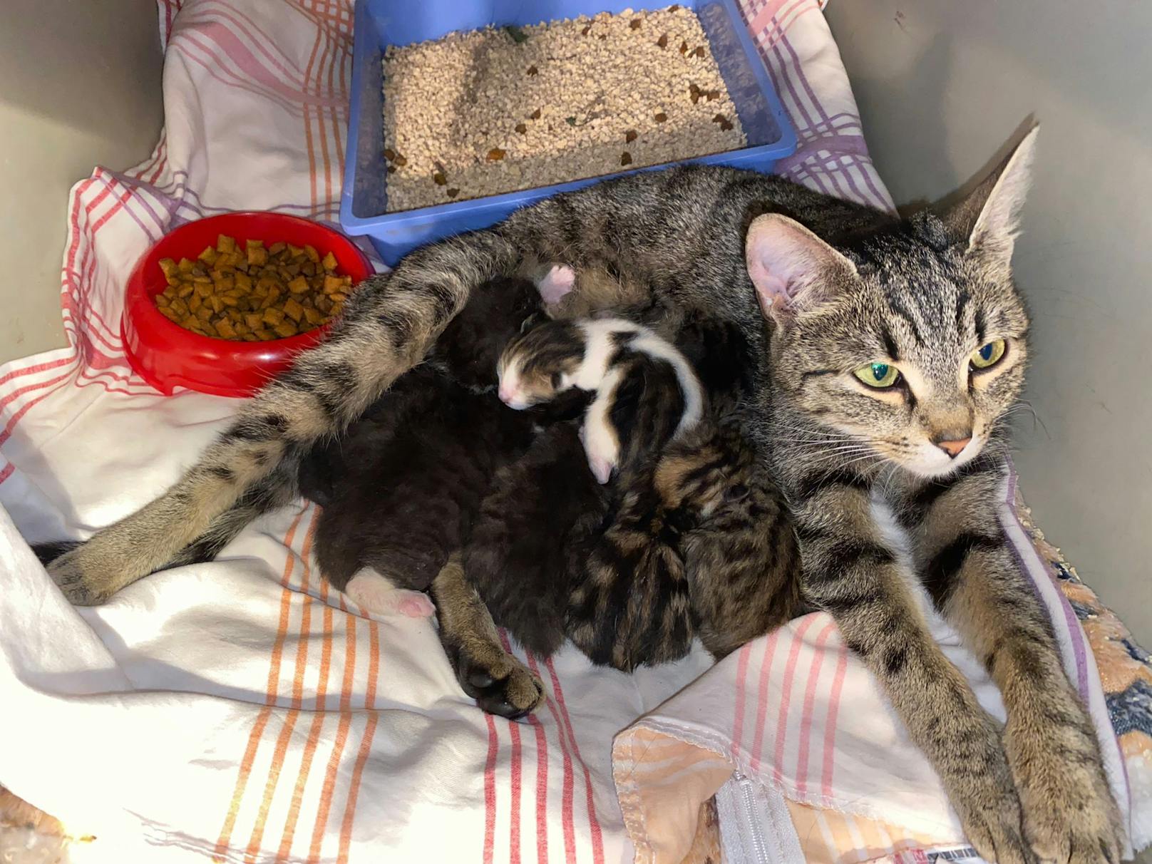 Mit den beiden Waisenkindern muss die Katze sieben Babys versorgen.