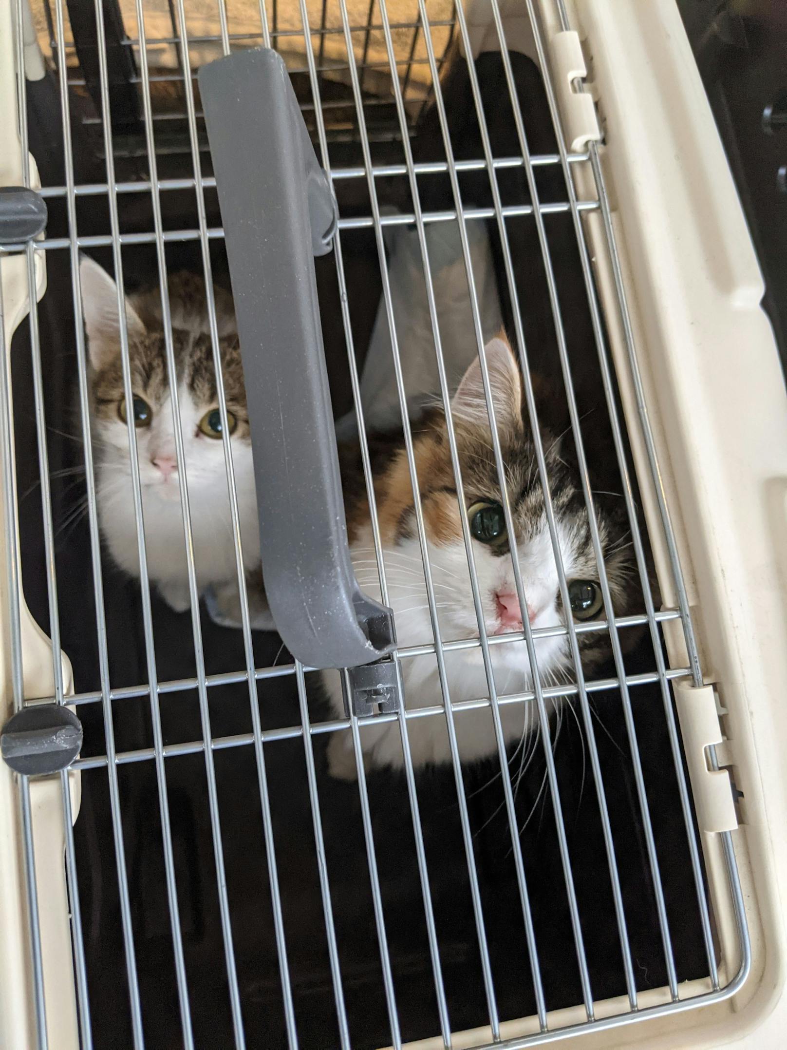 In stundenlanger Arbeit konnte die Tierrettung der Stadt Wien schlussendlich die 38 Katzen aller Altersstufen aus den furchtbaren Haltungsbedingungen in der Wohnung in Wien-Landstraße bergen. Sie werden nun im TierQuarTier gepflegt.