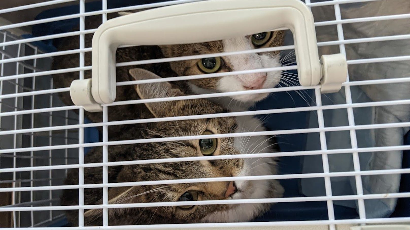 38 Katzen lebten auf kleinstem Raum, der Mieter der Wohnung zog einfach aus und überließ sie ihrem Schicksal.