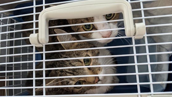 38 Katzen lebten auf kleinstem Raum, der Mieter der Wohnung zog einfach aus und überließ sie ihrem Schicksal.