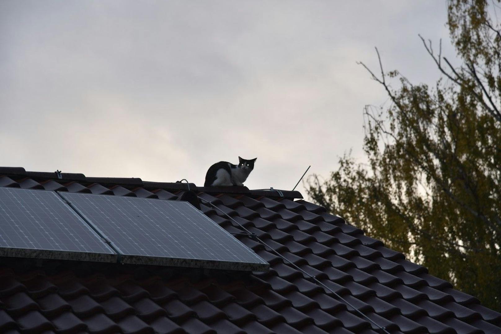 Katze "Funny" von Dach gerettet