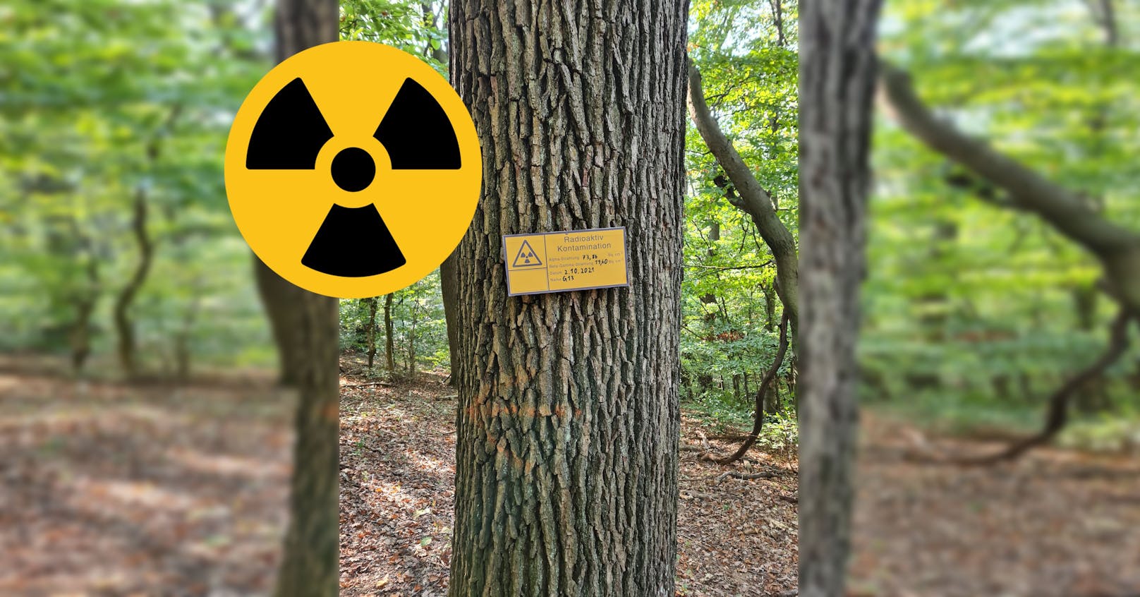 Dieser Baum soll als radioaktiv eingestuft sein.