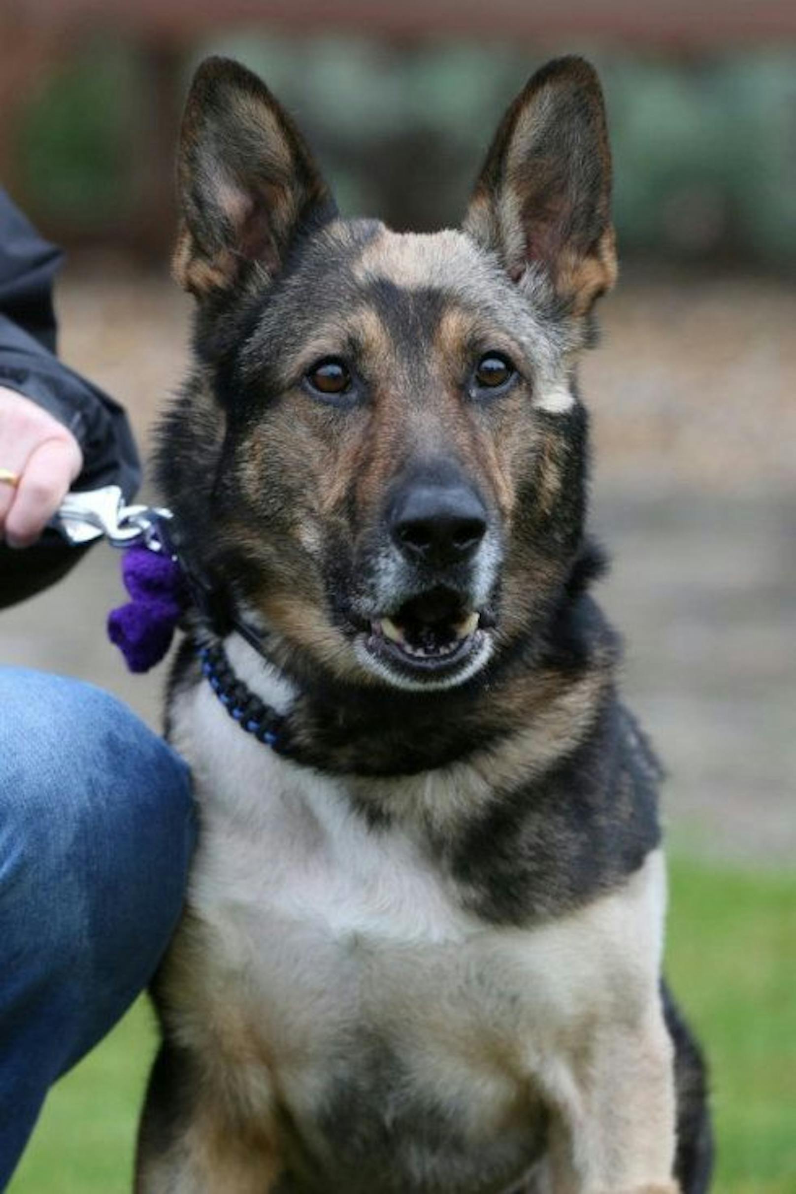 "Finn" war maßgeblicher Grund dafür, dass Angriffe auf Polizeihunde nun schwerer bestraft werden. 
