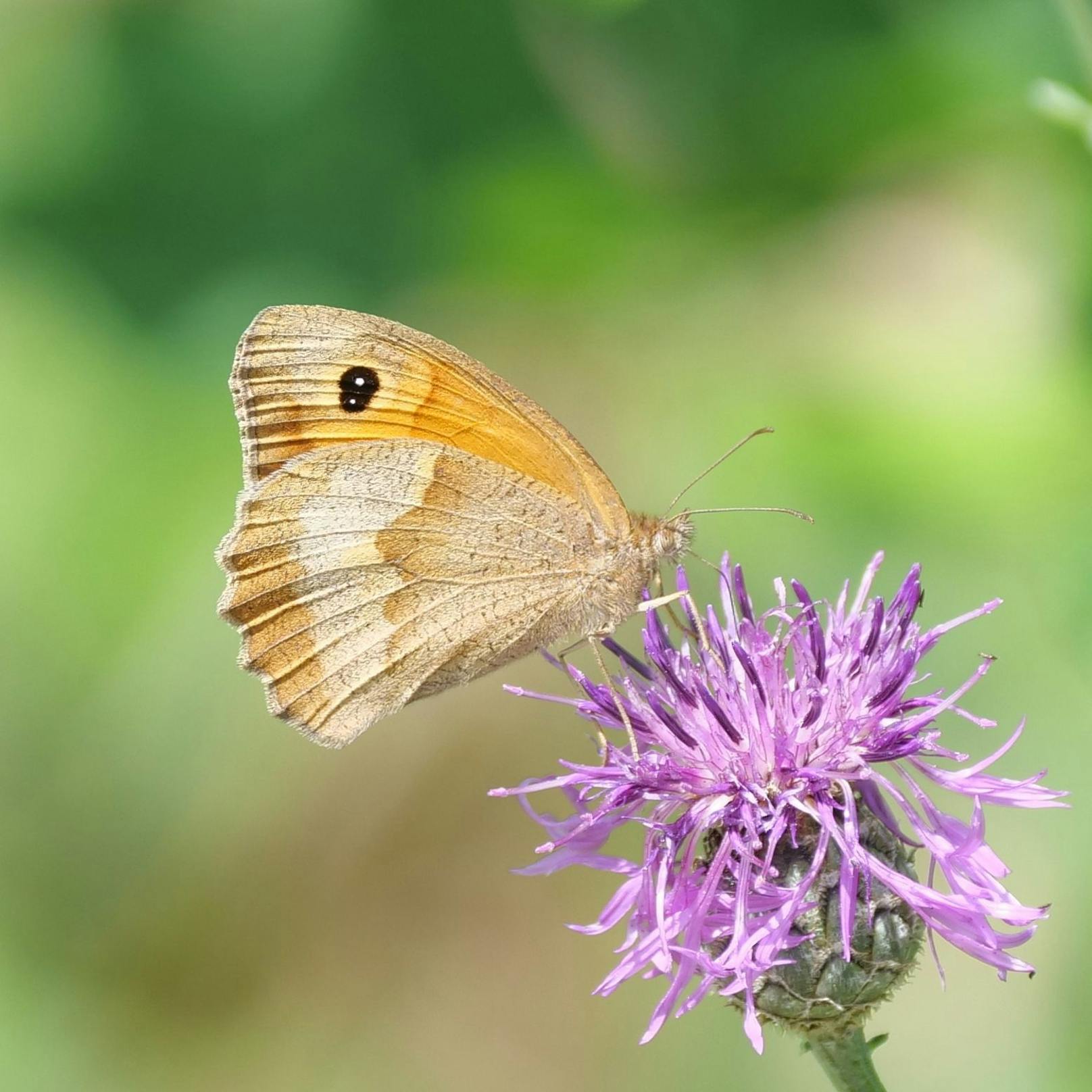 Schmetterlinge wurden in Österreich entdeckt.