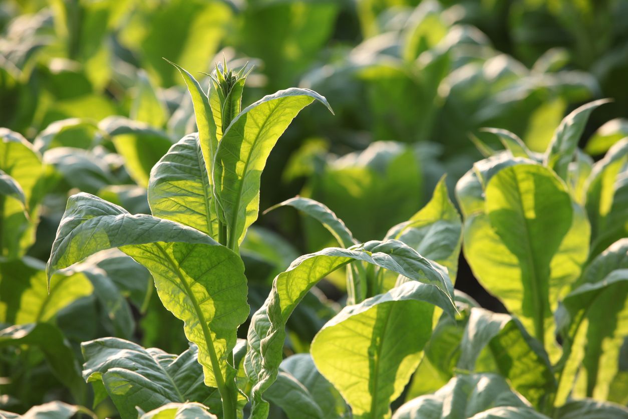 tobacco field in Schleswig Holstein - Germany