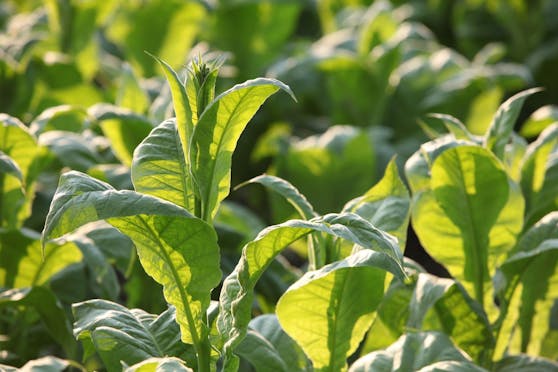 Die Tabakpflanze (Nicotiana benthamiana) kann Antikörper gegen Corona herstellen.