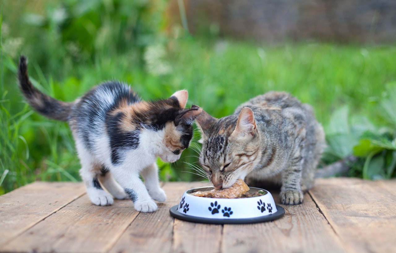 Heute.at - Dreist! 40 Dosen Katzenfutter aus Tierheim gestohlen