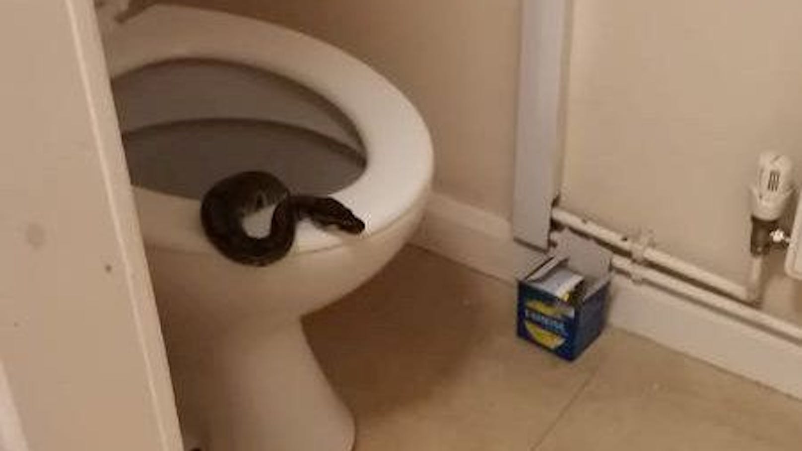 Ein 1,5 Meter langer Python war in der Toilette von Laura Tranter gefangen. 