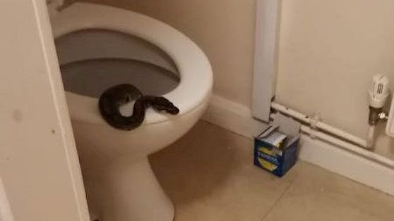 Ein 1,5 Meter langer Python war in der Toilette von Laura Tranter gefangen.