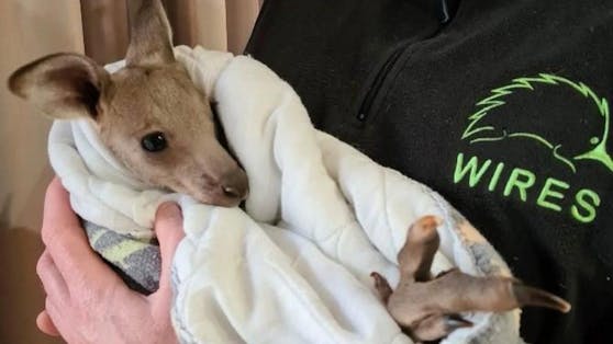Ein Akt von Tierquälerei erschüttert Australien.