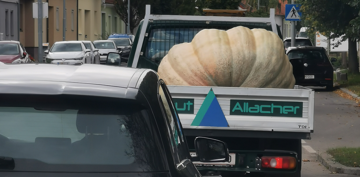 Dieser Riesenkürbis kurvte am Mittwoch durch die Ortschaft Gols.