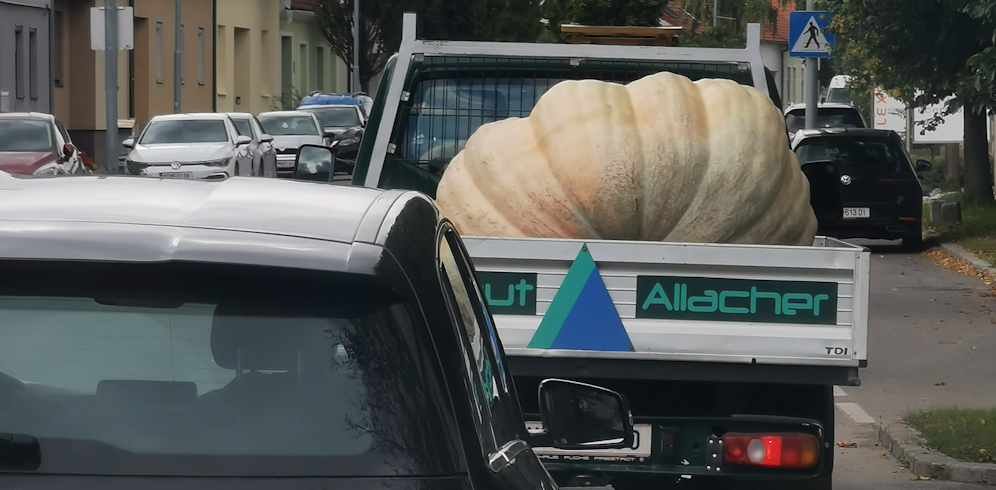 Dieser Riesenkürbis kurvte am Mittwoch durch die Ortschaft Gols.