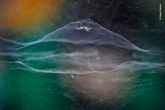 Der Gewinner für den Titel "YOUNG Wilflife Photographer of the Year 2021" ist erst zehn Jahre alt! Wow!