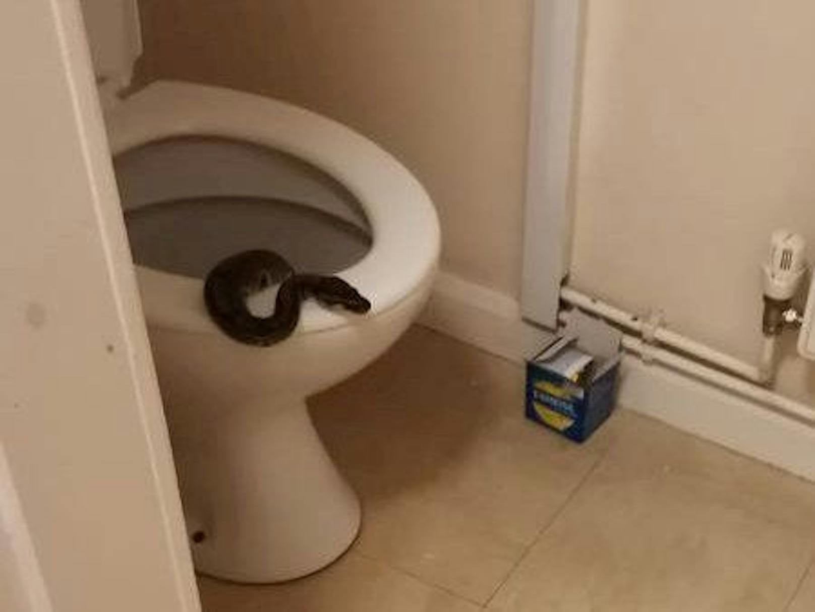 Das Jahr 2021 stand wohl im Zeichen der Schlange. Ständig krochen ausgesetzte Pythons durch die Abflussrohe und fanden sich in den Toiletten wieder. 