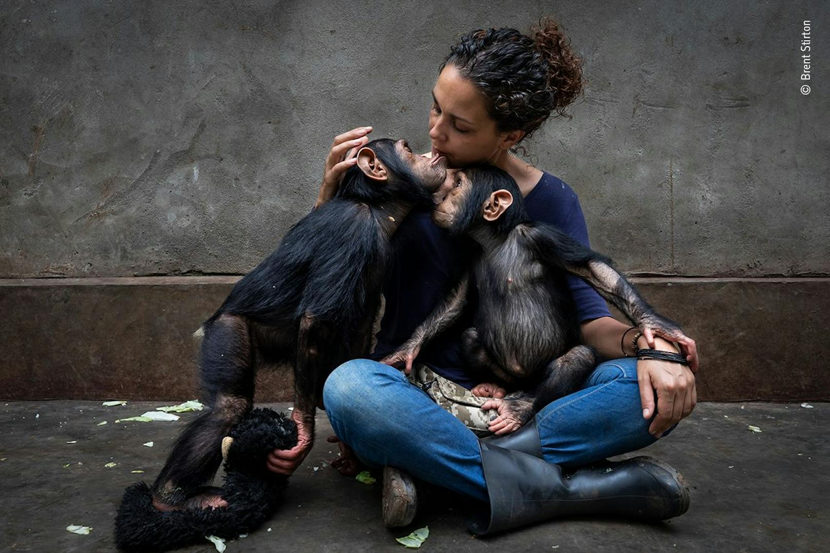 Brent Stirton (Südafrika) stellt ein Rehabilitationszentrum vor, das sich um Schimpansen kümmert, die durch den Buschfleischhandel verwaist sind. Die Leiterin des Zentrums sitzt bei einem frisch geretteten Schimpansen, den sie langsam an die anderen Tiere heranführt. Die jungen Schimpansen erhalten eine individuelle Betreuung, um ihre psychischen und physischen Traumata zu lindern. Diese Schimpansen haben Glück. Weniger als einer von zehn wird gerettet, nachdem er mit ansehen musste, wie die erwachsenen Tiere seiner Gruppe zur Fleischgewinnung getötet wurden. Die meisten sind verhungert und haben viel Leid erfahren.