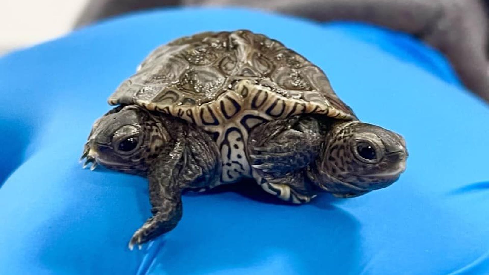 Dieses Schildkrötenbaby ist in vielerlei Hinsicht etwas ganz Besonderes. 