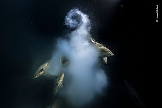 Der Fotograf dieses Bildes trägt nun den Titel: Wildlife Photographer of the year.