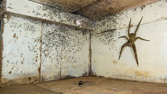 Kürzlich wurden die Gewinner zum "Wildlife Photographer of the year 2021" gekürt.