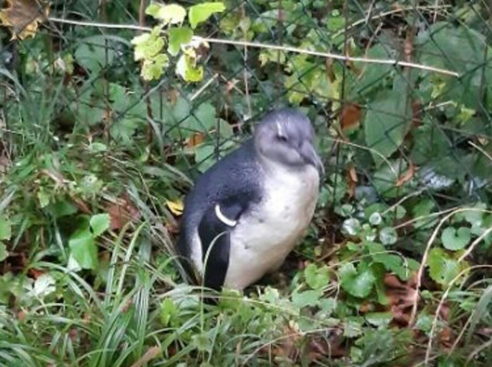 Der Pinguin-Jungvogel konnte von der Polizei gefunden werden.