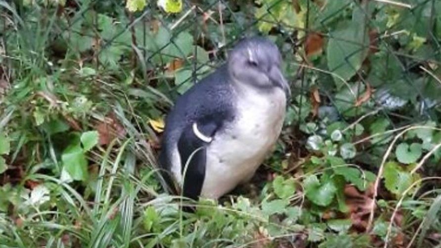 Der Pinguin-Jungvogel konnte von der Polizei gefunden werden.