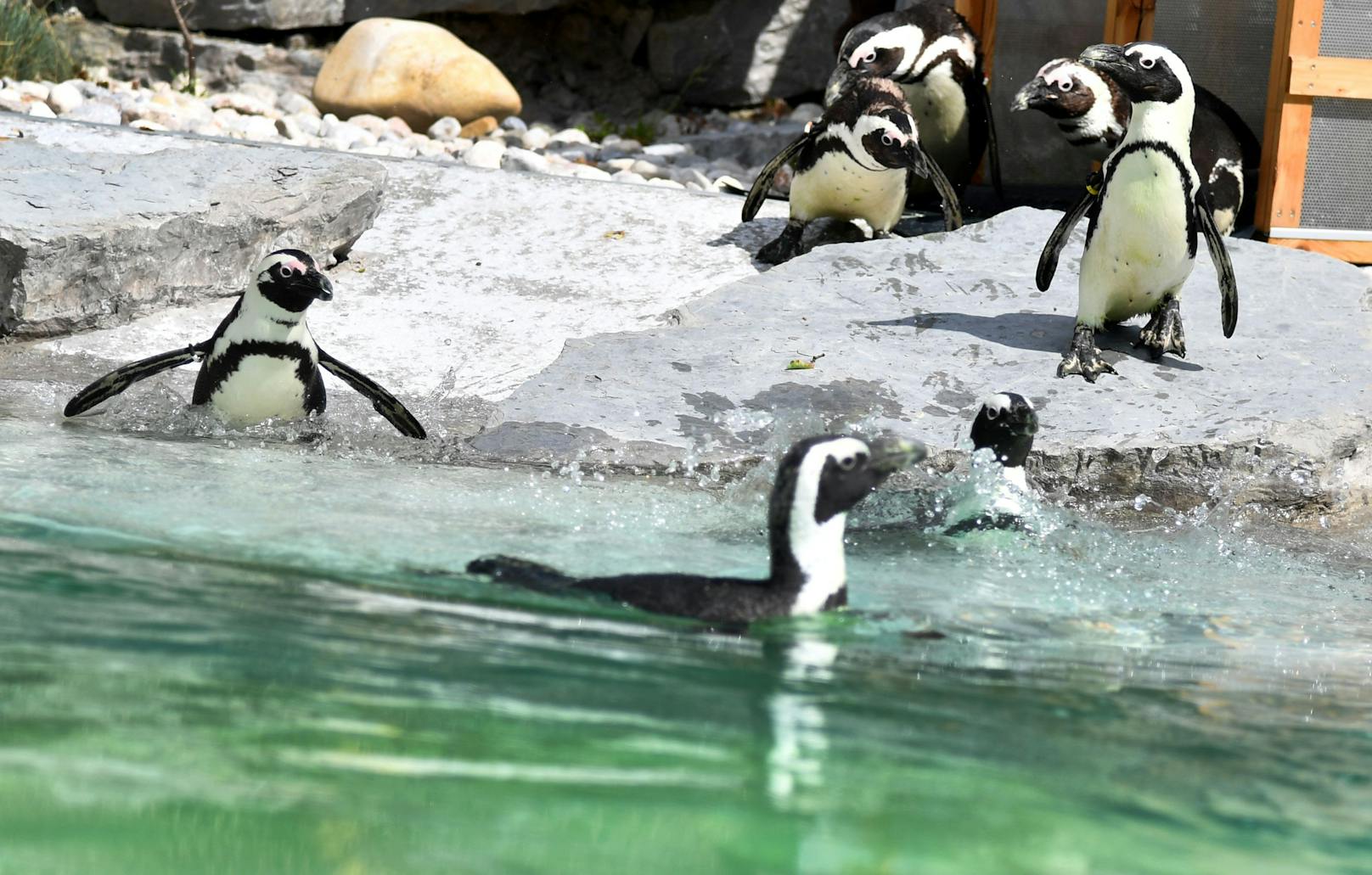 Ein unbekannter Täter hat am 10. Oktober zwischen 8.00 und 16.00 Uhr einen Brillenpinguin aus einem Pinguingehege im Zoo Salzburg entwendet.