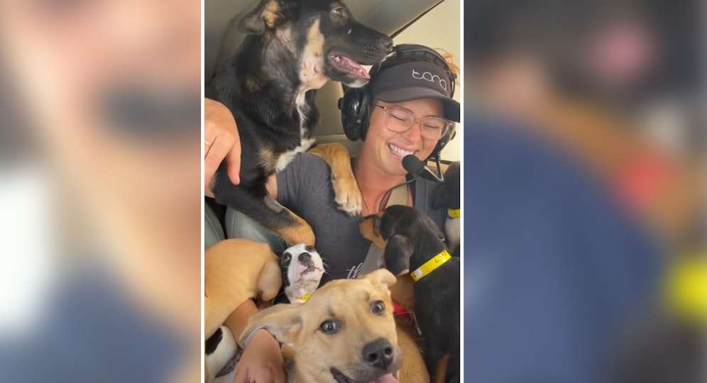 In einer kleinen Maschine wurden insgesamt 27 Hundewelpen von Alabama nach Florida geflogen. 