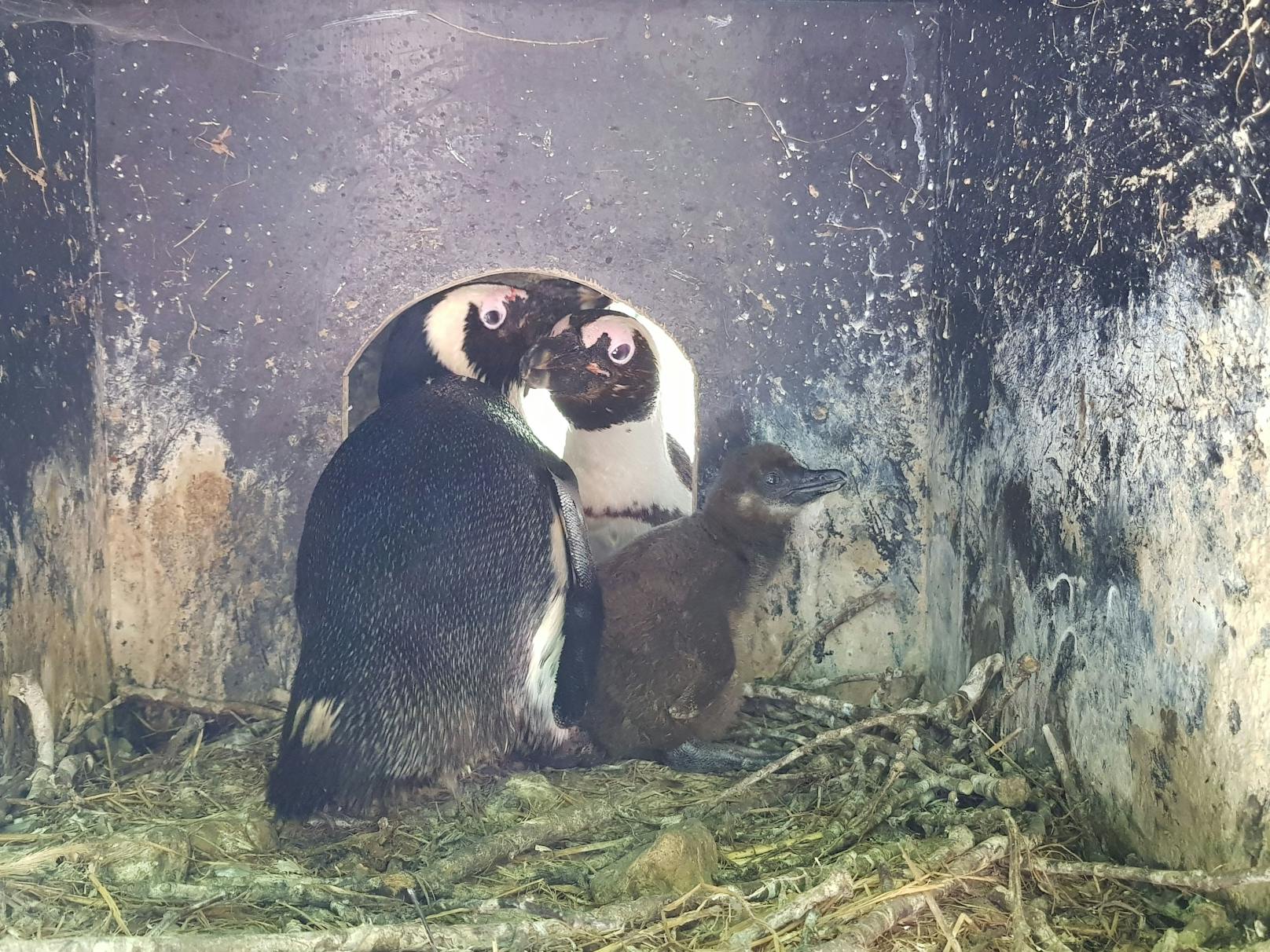 Der Zoo glaubte anfänglich, dass der junge Pinguin einem Raubtier zum Opfer gefallen war.