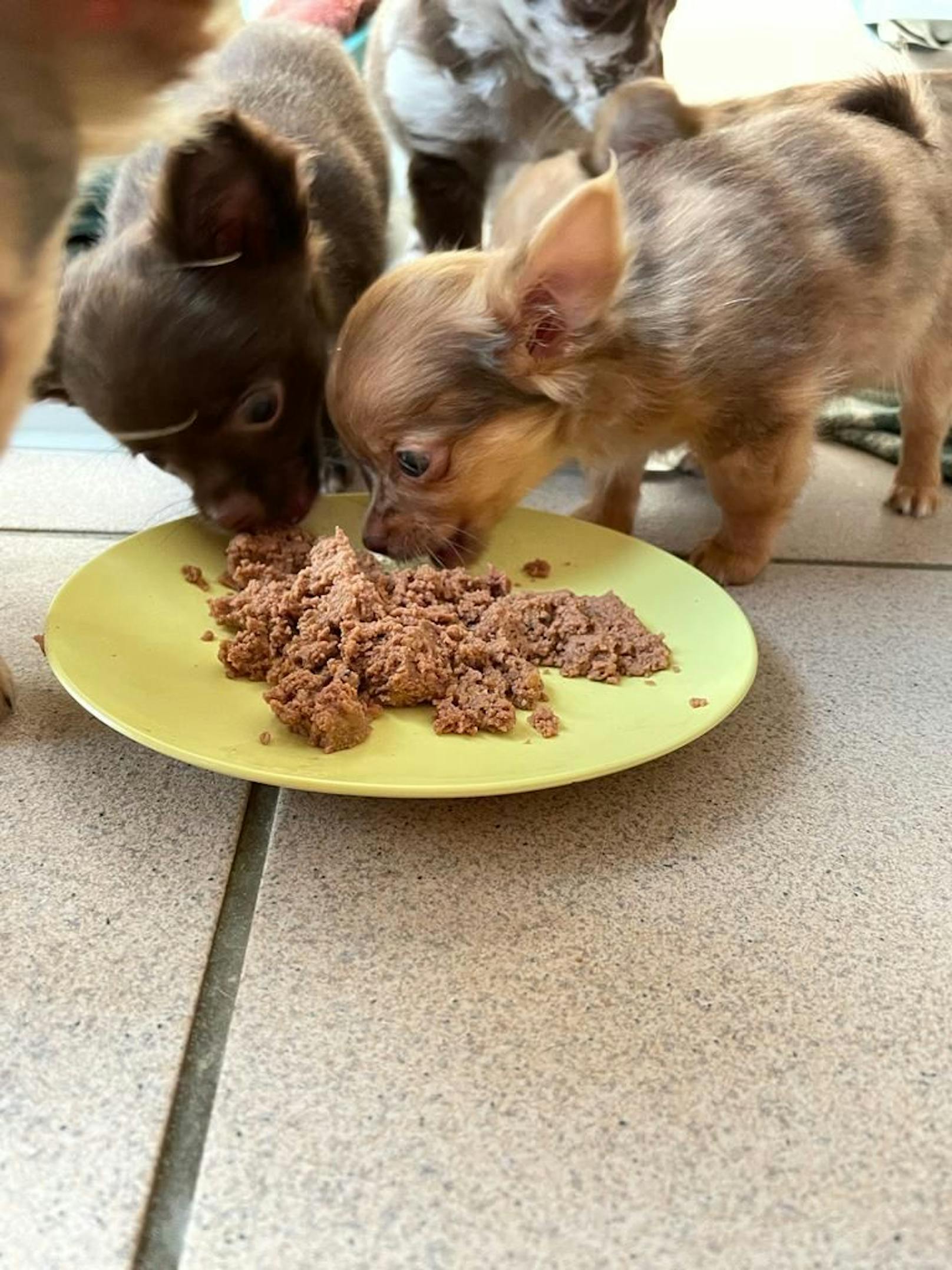 13 Chihuahuas sind zu vergeben.