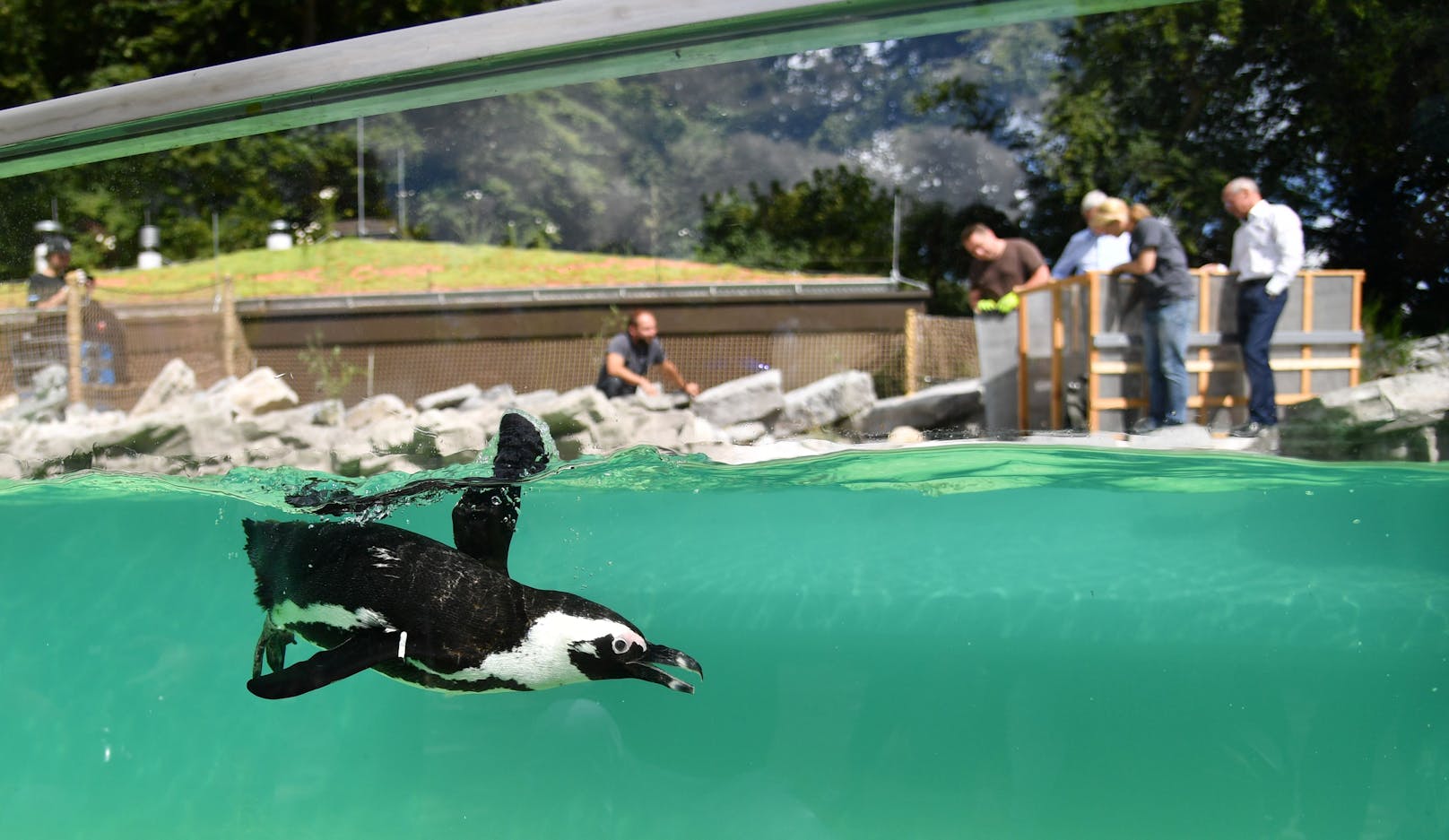 Die Polizei verständigte den Zoo und der Pinguin konnte ein bisschen abgemagert aber unverletzt zu seiner Kolonie gebracht werden. Der Zoo erstattete Anzeige.