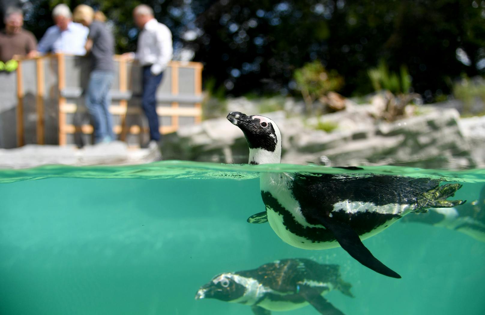Von einem Pinguin-Jungvogel aus dem Zoo Salzburg fehlte vier Tage lang jede Spur – offenbar wurde das Tier gestohlen. Die Ermittlungen laufen.