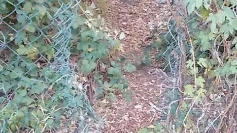 In Wien brachen zwei Männer in einen Mistplatz in der Wiener Donaustadt ein.