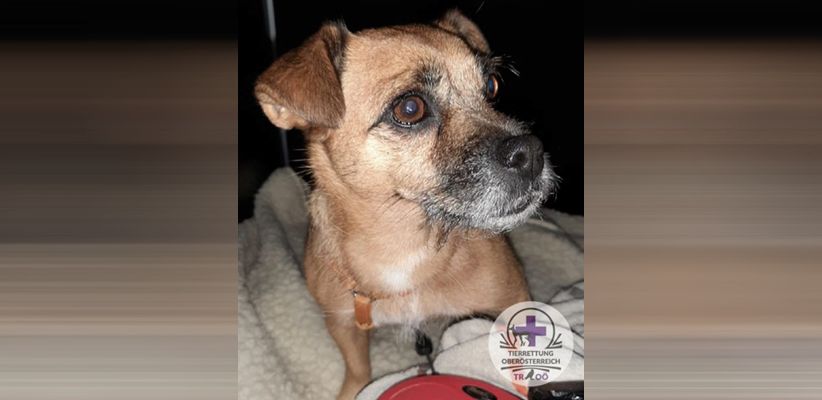 Diese Hündin war in Haid an eine Laterne gebunden worden. Der Besitzer ließ Minimum eine Stunde auf sich warten. 