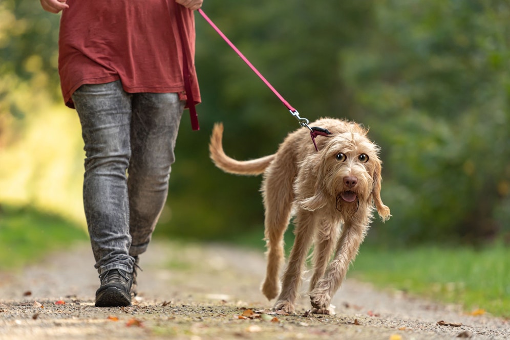 Braver! Vor einer Frau mit Hund plötzlich zu onanieren, war sicherlich nicht die beste Idee eines Exhibitionisten. 