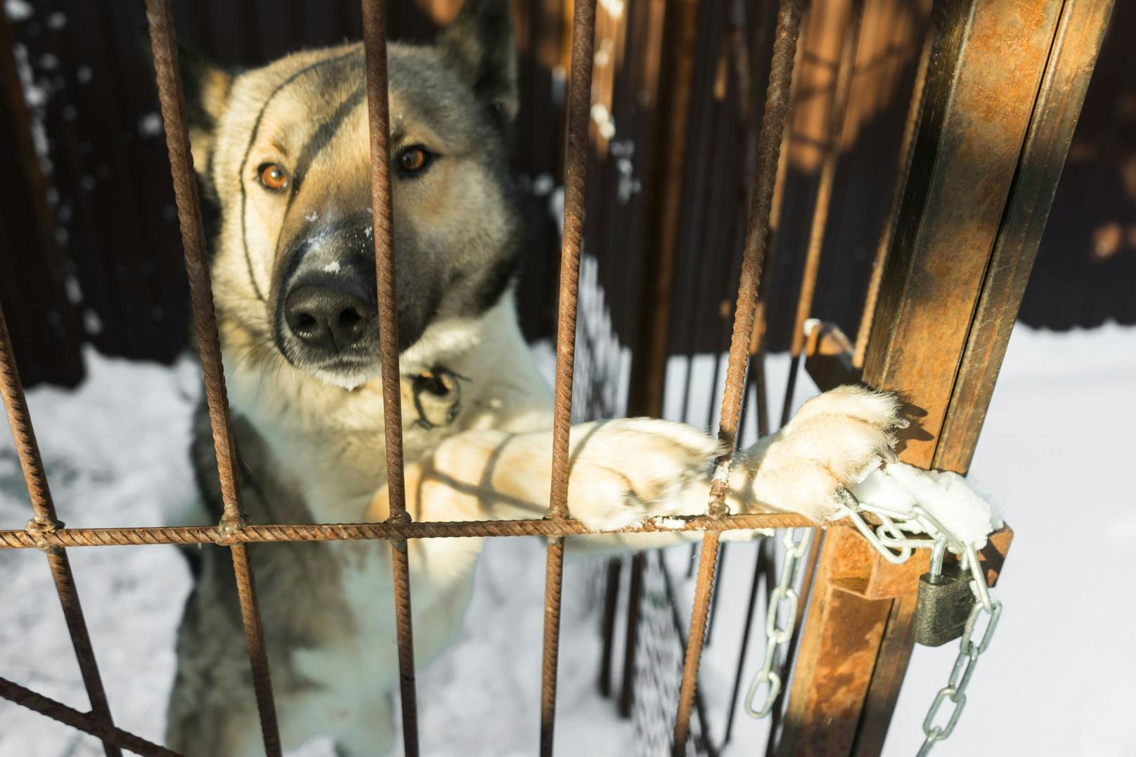 Ungeimpt, ängstlich und völlig überfordert kommen manche Hunde über die Grenze und landen dann im Tierheim, weil der Besitzer gar nicht weiß, auf was er sich eingelassen hat. 
