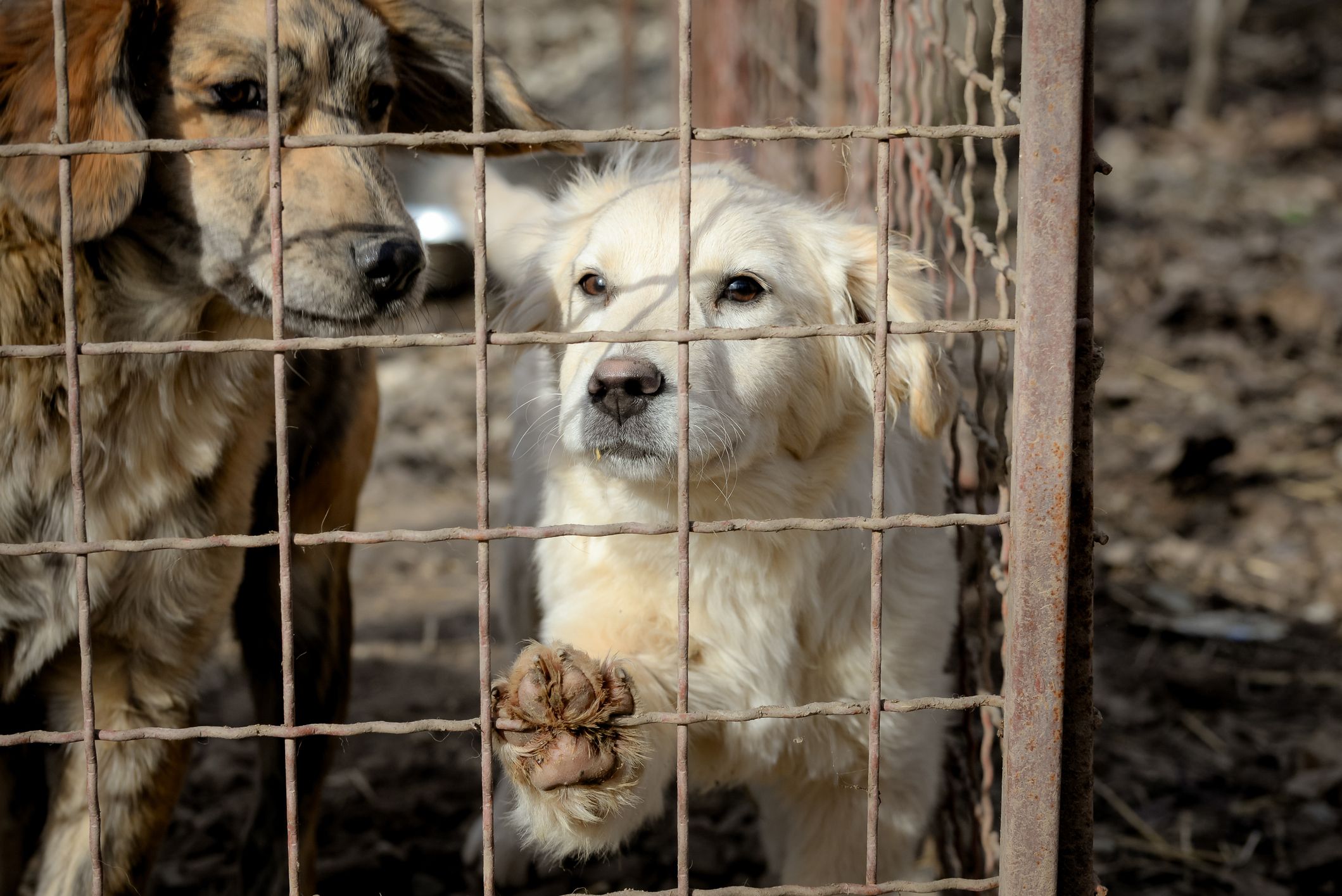 Nur Kastrationen können Tierleid langfristig verhindern.