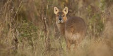 Das Wasserreh - Ein "Bambi" mit Reißzähnen