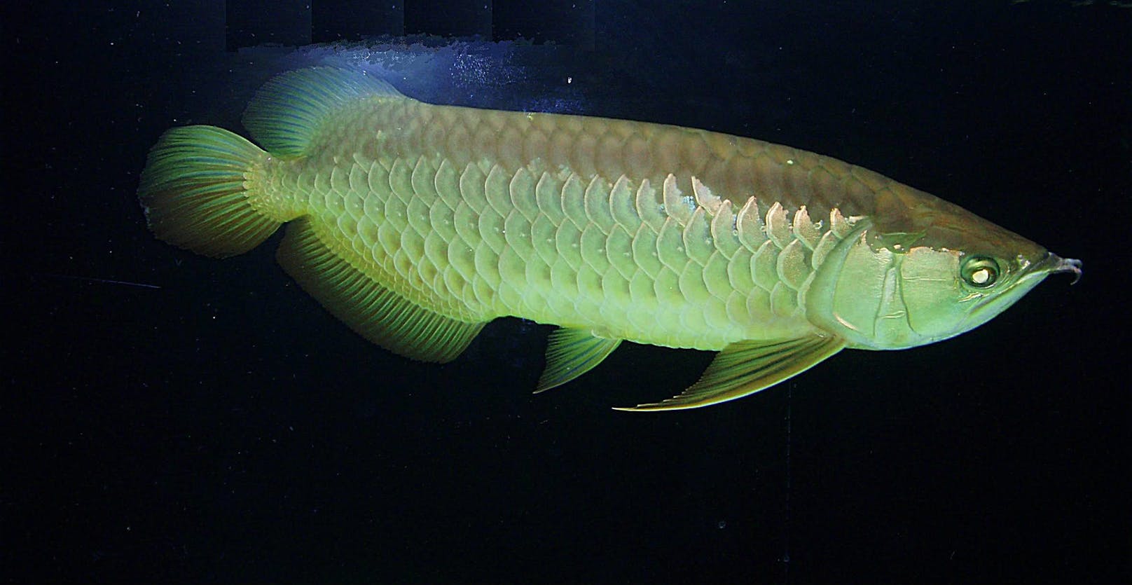 Der Asiatische Arowana (<em>Scleropages formosus</em>) wird auch "Drachenfisch" und Asiatischer Gabelbart genannt.