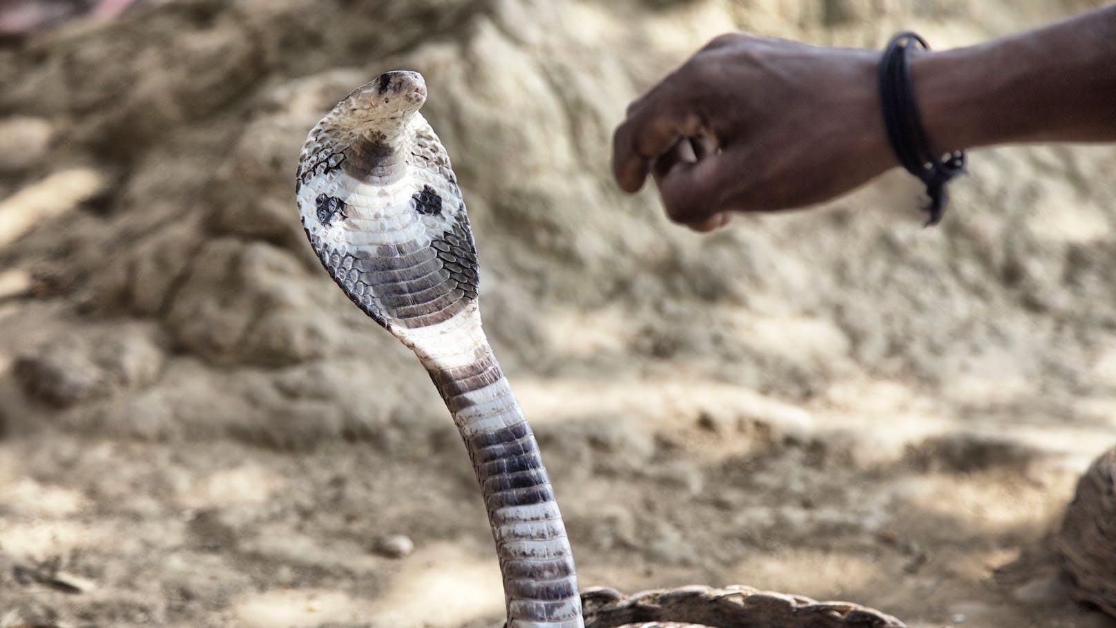Eine Kobra wurde zur Mordwaffe. Symbolbild