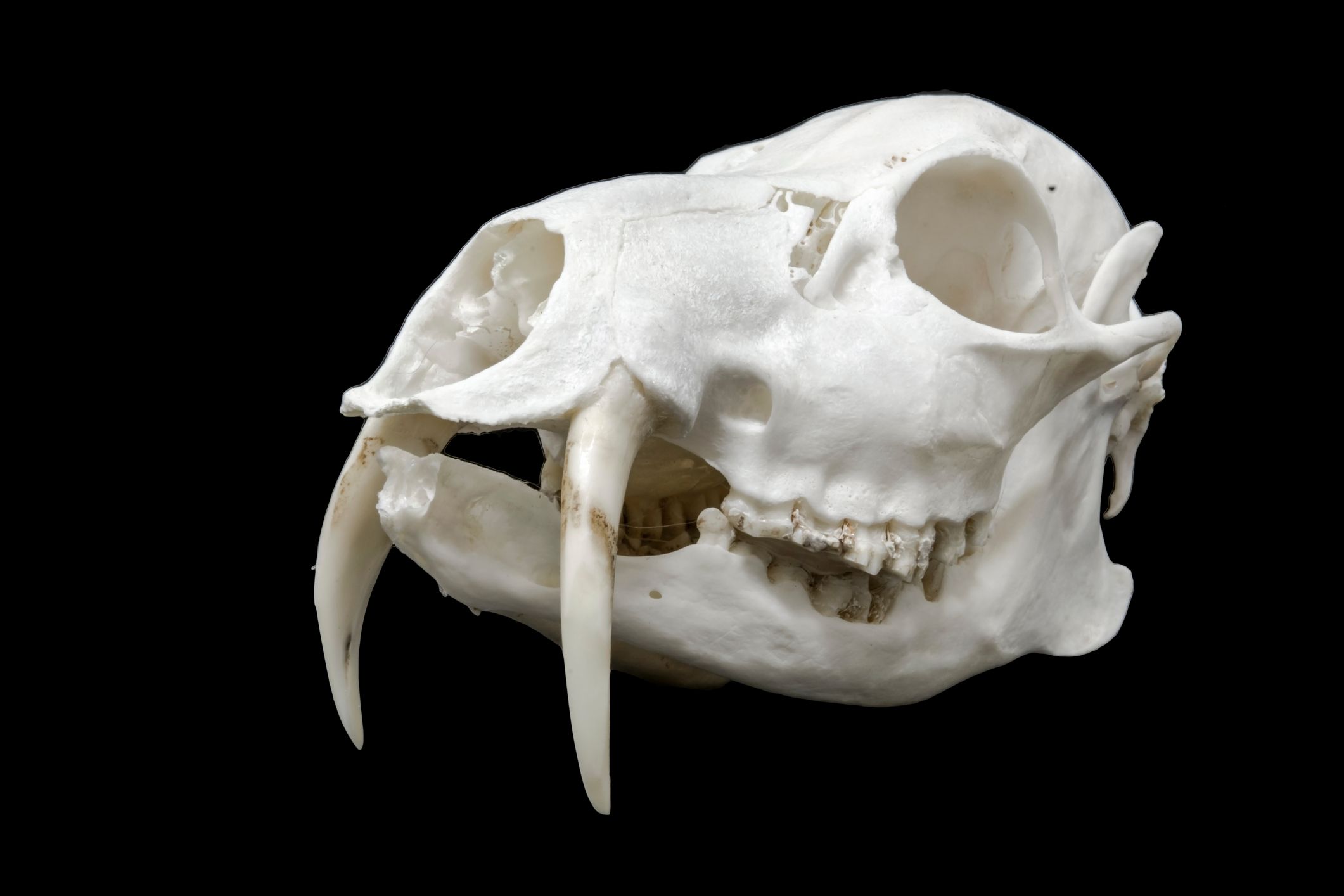 Bei dem Schädel eines Wasserrehs denkt man eher an ein Raubtier. 