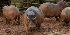 Escobars aggressive Koks-Hippos wurden sterilisiert