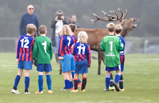 Der friedliche Hirsch wollte wohl auch eine Runde mitspielen.