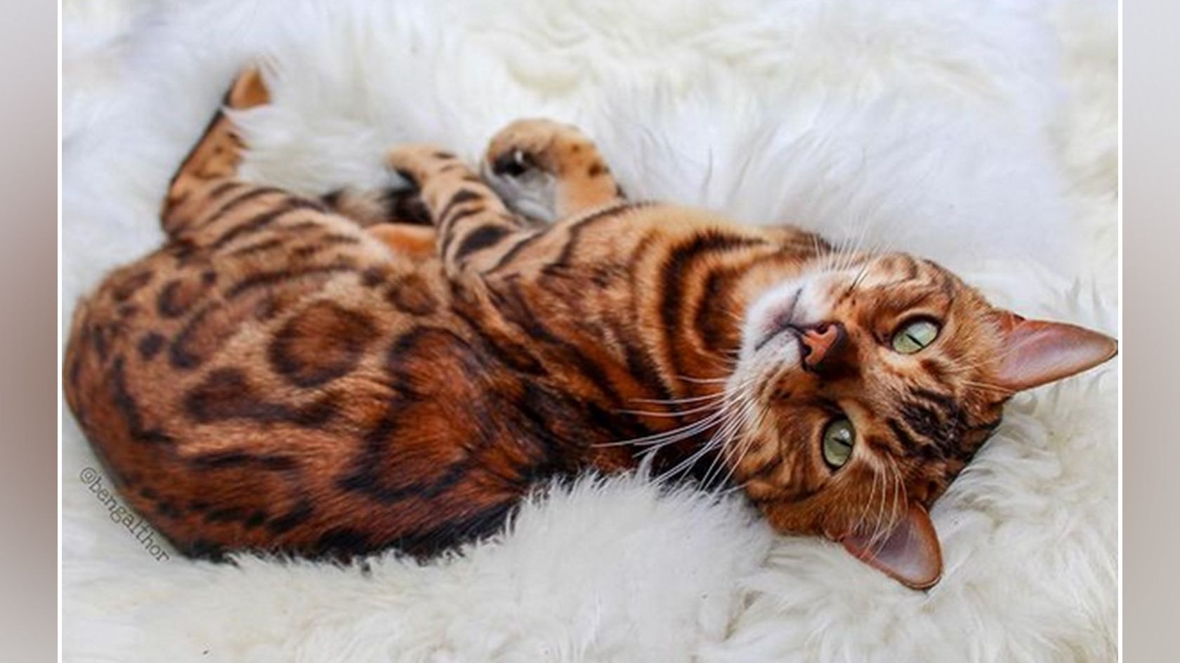 Heute.at - Ist das wirklich der schönste Kater im Netz?