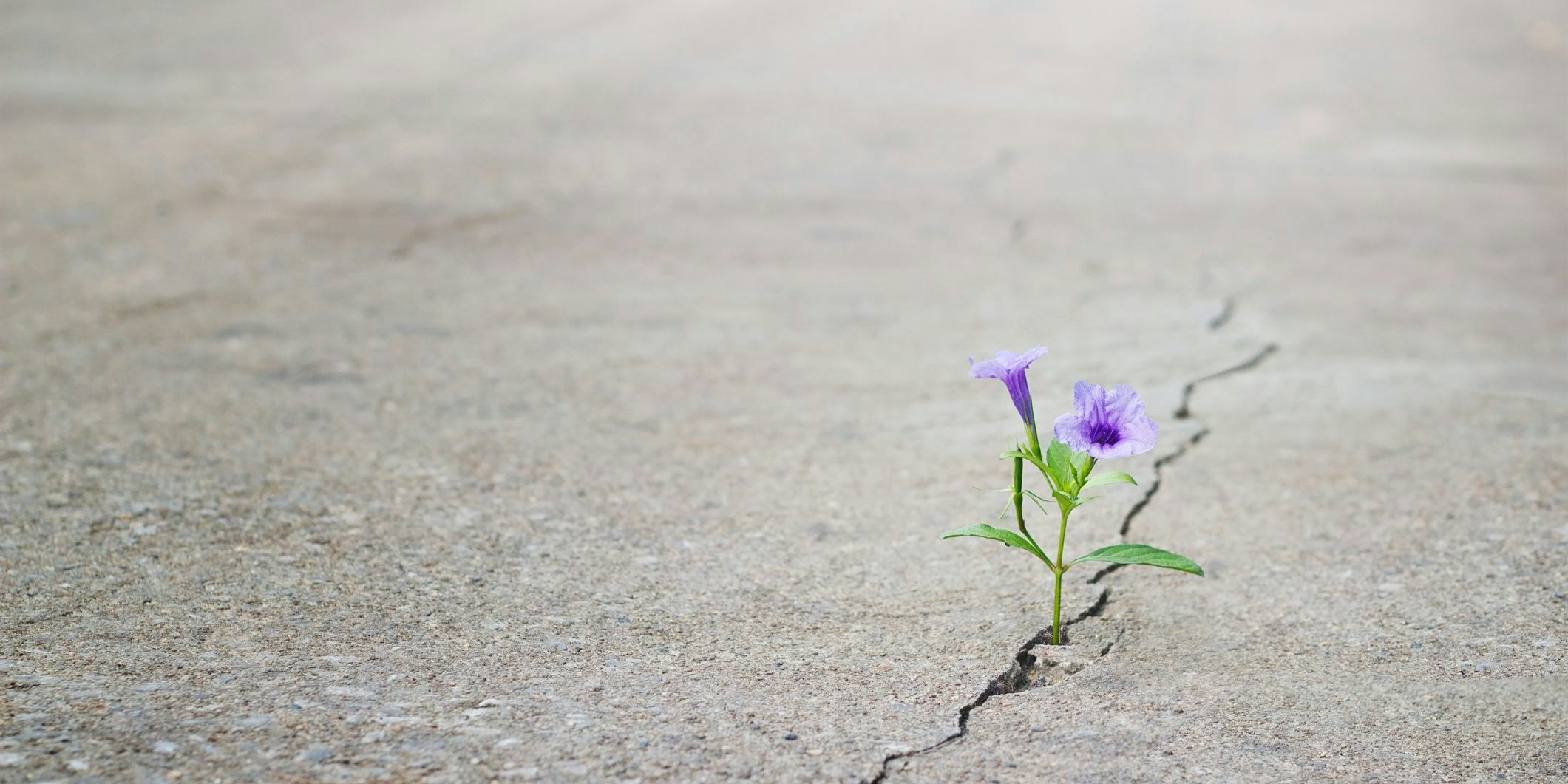 Bodenversiegelung: Immer mehr Grünflächen verschwinden