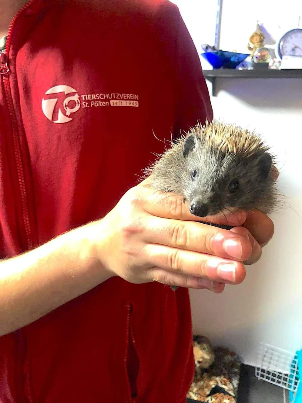 Igel-Eltern werden gesucht.