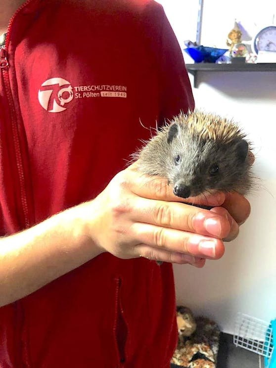 Igel-Eltern werden gesucht.