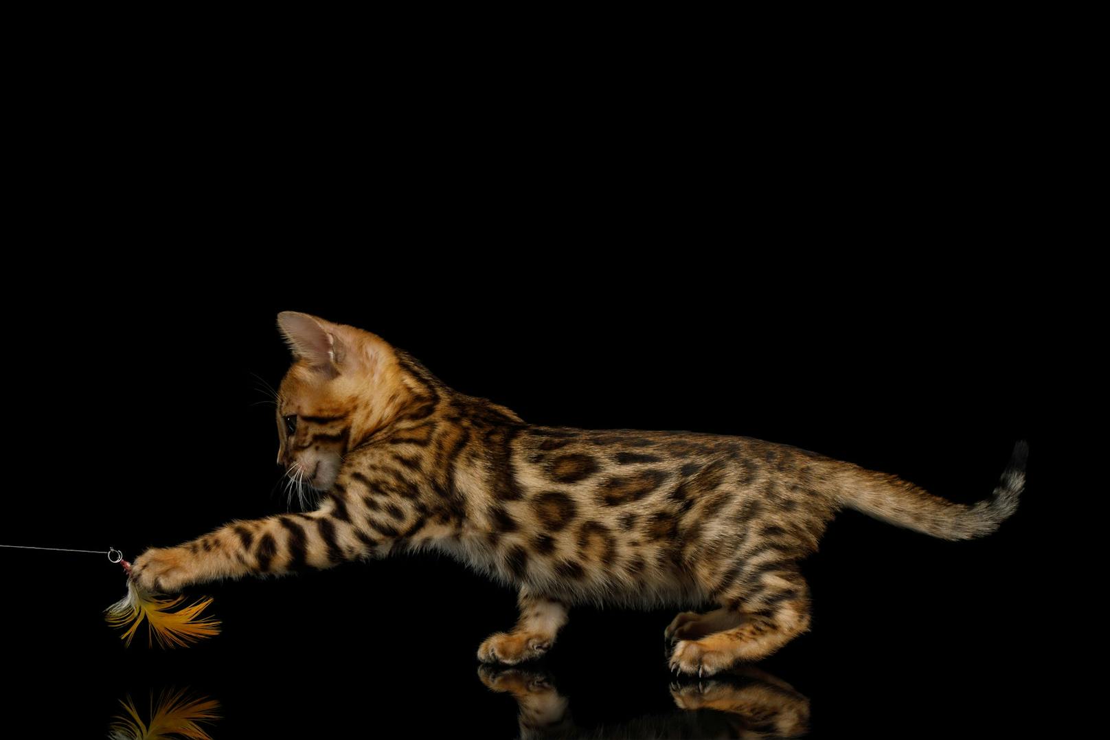 Entstanden sind sie durch eine Kreuzung der asiatischen Leopardkatzen (Wildkatze) mit einer kurzhaarigen Hauskatze in den 60er Jahren. Heute wird sie aber nur noch reinerbig gezüchtet und es werden keine Wildkatzen mehr eingekreuzt. <br>