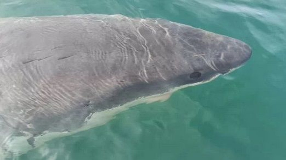 Im Bild: Dieser Hai wurde vergangenen Monat an der Küste von&nbsp;A Coruña gesichtet.&nbsp;