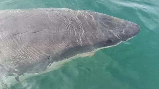 Im Bild: Dieser Hai wurde vergangenen Monat an der Küste von&nbsp;A Coruña gesichtet.&nbsp;